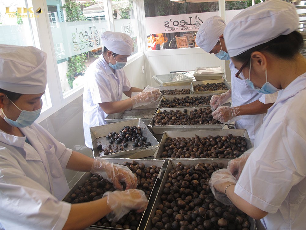 Tỏi Đen Học viện Quân Y Có Tốt Không Và Gồm Những Loại Nào? 6 Lợi thế của Tỏi đen LEO’S so với tỏi đen Học viện Quân Y