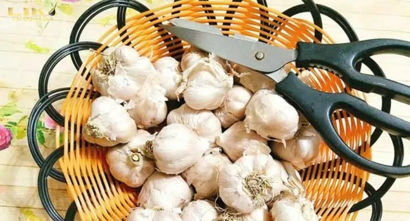 Cách Làm Tỏi Đen Bằng Nồi Áp Suất Nhanh Nhất 4 Cắt bỏ phần cuống dài của tỏi đi để dễ dàng ủ