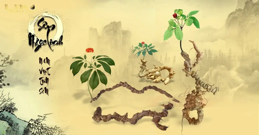 Viên Uống Tỏi Đen Sâm Ngọc Linh Có Tốt Không Và Có Công Dụng Gì? 2 Nguyên liệu dùng để sản xuất Tỏi đen Sâm Ngọc Linh