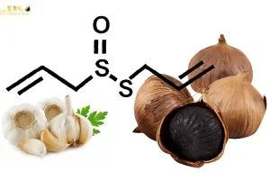 Allicin có tác dụng gì