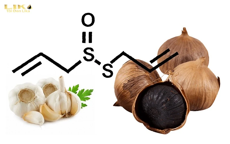 Allicin có tác dụng gì