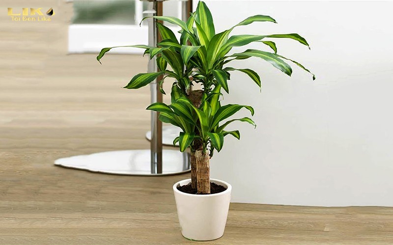 Mách bạn 8 món quà tặng cha mẹ ý nghĩa 6 Một số chậu cây cảnh phổ biến