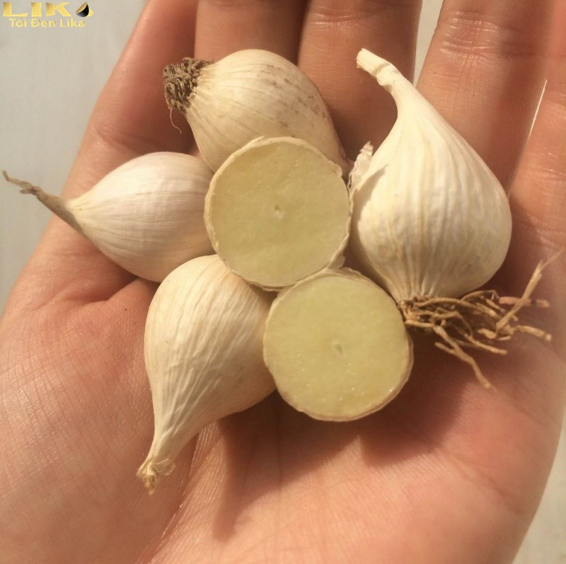 Các giống tỏi Việt Nam đa dạng như thế nào? 6 Tỏi cô đơn tại sao có giá thành cao?