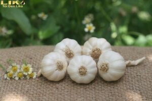 Các giống tỏi Việt Nam